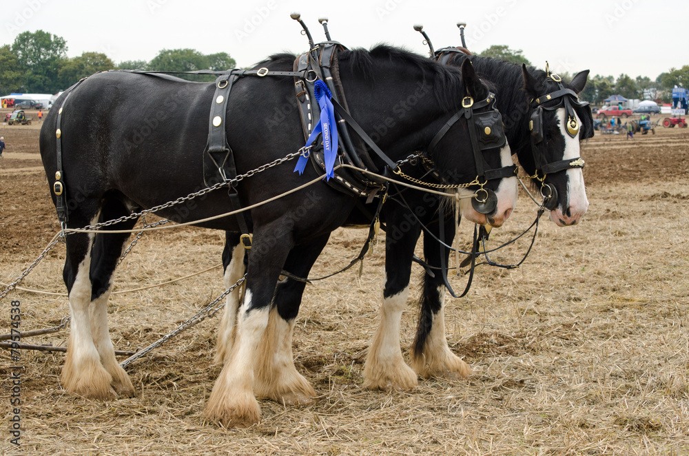 Shire horses at Ploughing Competition Shire horses at Ploughing Competition
