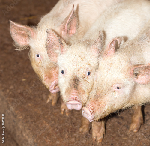 three little pigs on the farm © schankz