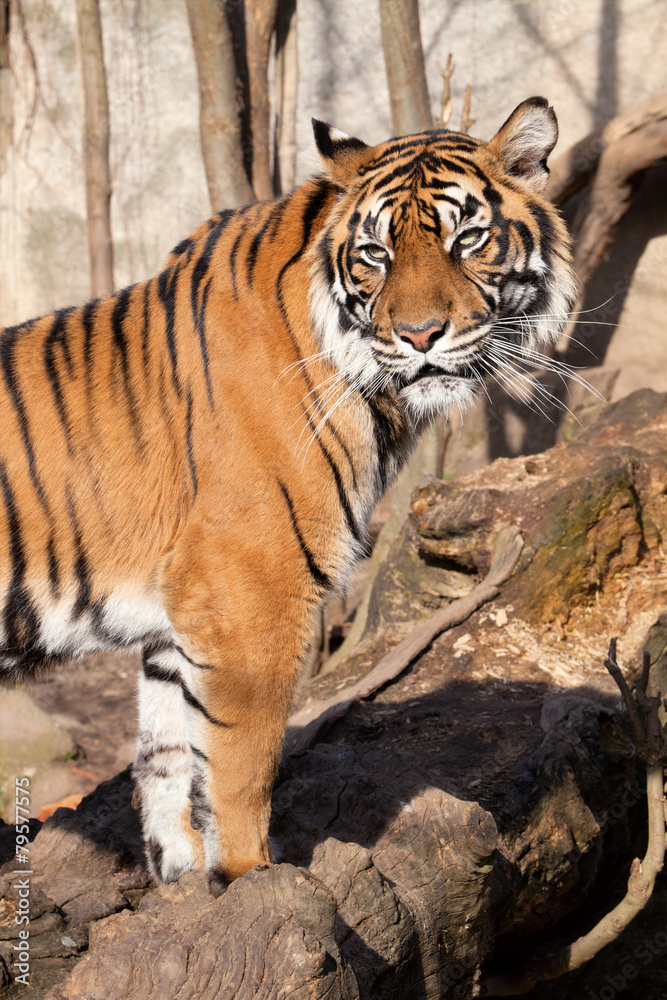 Obraz premium Sumatran tiger, Panthera tigris sumatrae