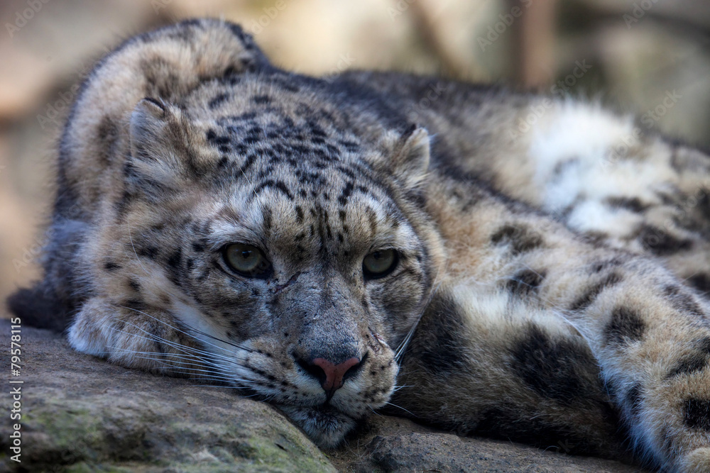 Irbis rare mountain cat Irbis rare mountain cat
