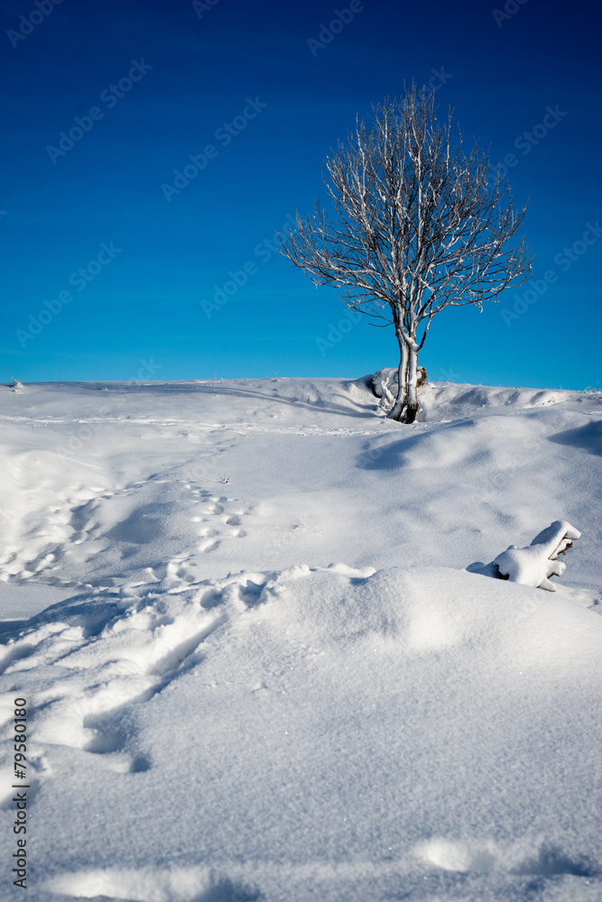 Winter tree Winter tree