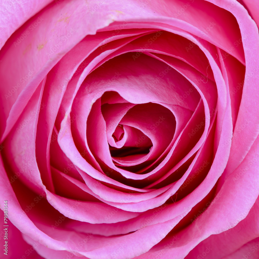 Pink rose flower on background Pink rose flower on background