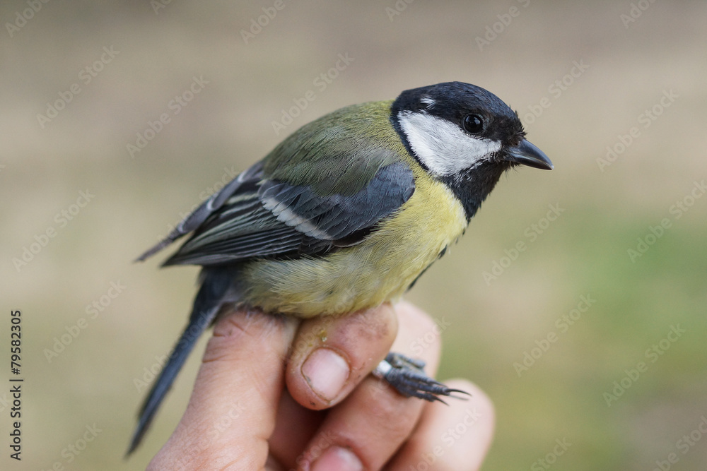 Obraz premium Great Tit, Parus major