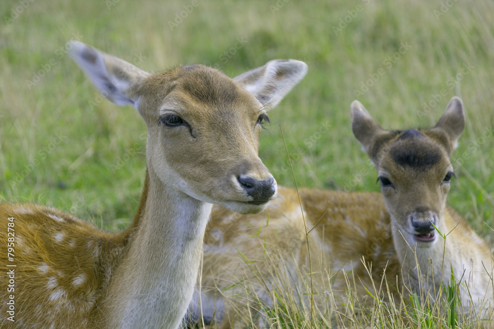 Obraz premium Roe deer