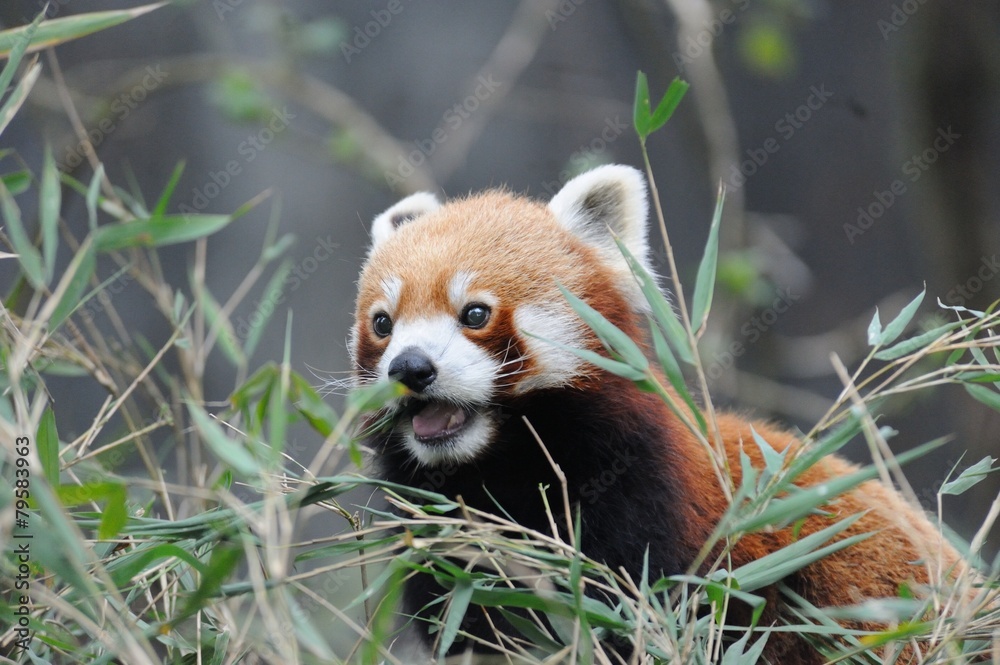Obraz premium Roter Panda in Darjeeling, Indien