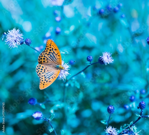 Butterfly in nature sitting on flower © milosz_g