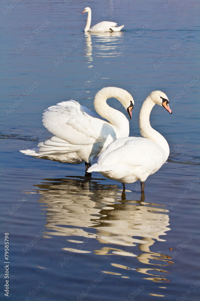 Fototapeta premium Swans