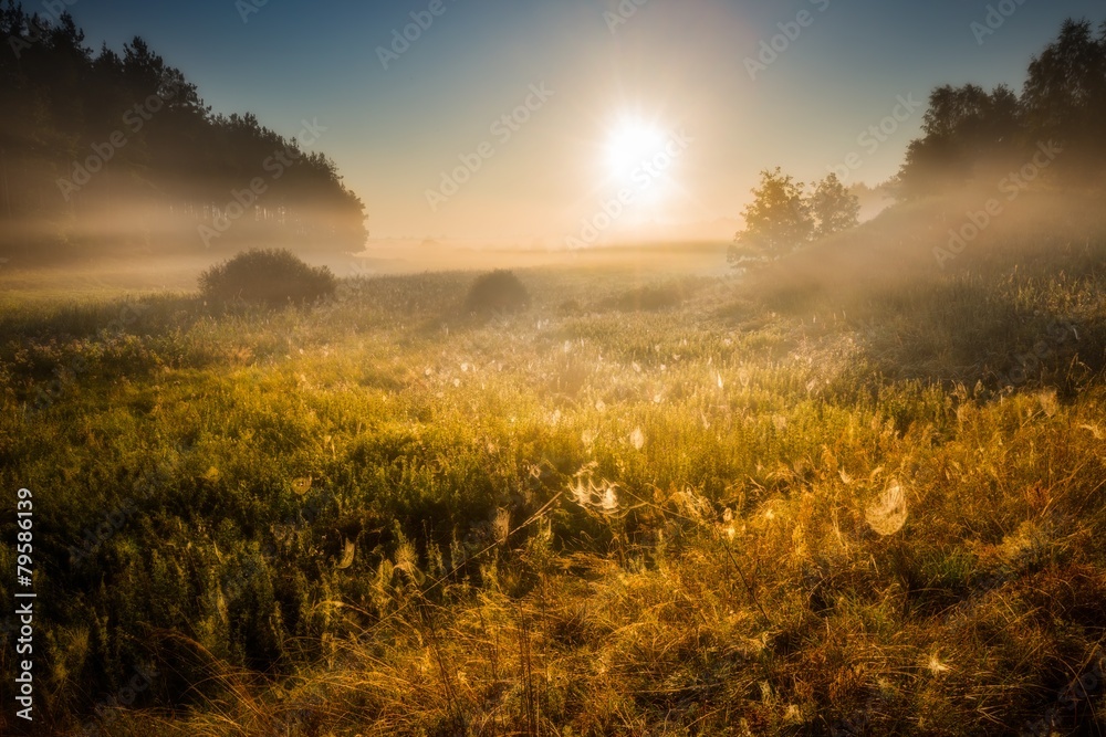Morning on foggy meadow landscape