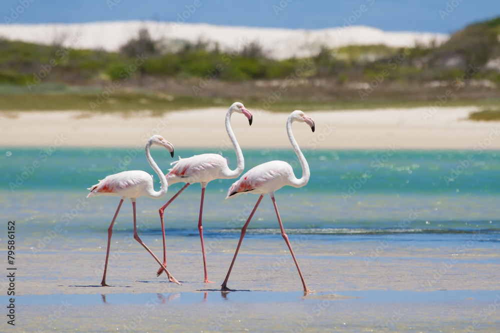 Fototapeta premium Flock of flamingos wading in shallow lagoon water