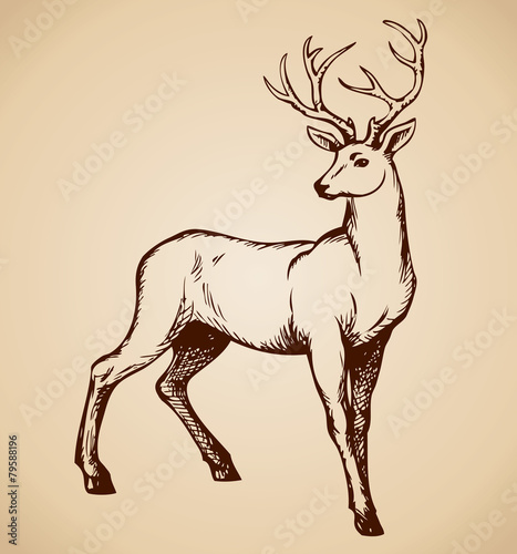 Young deer antlered. Vector drawing