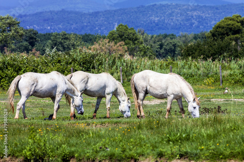 wild horses, Italy