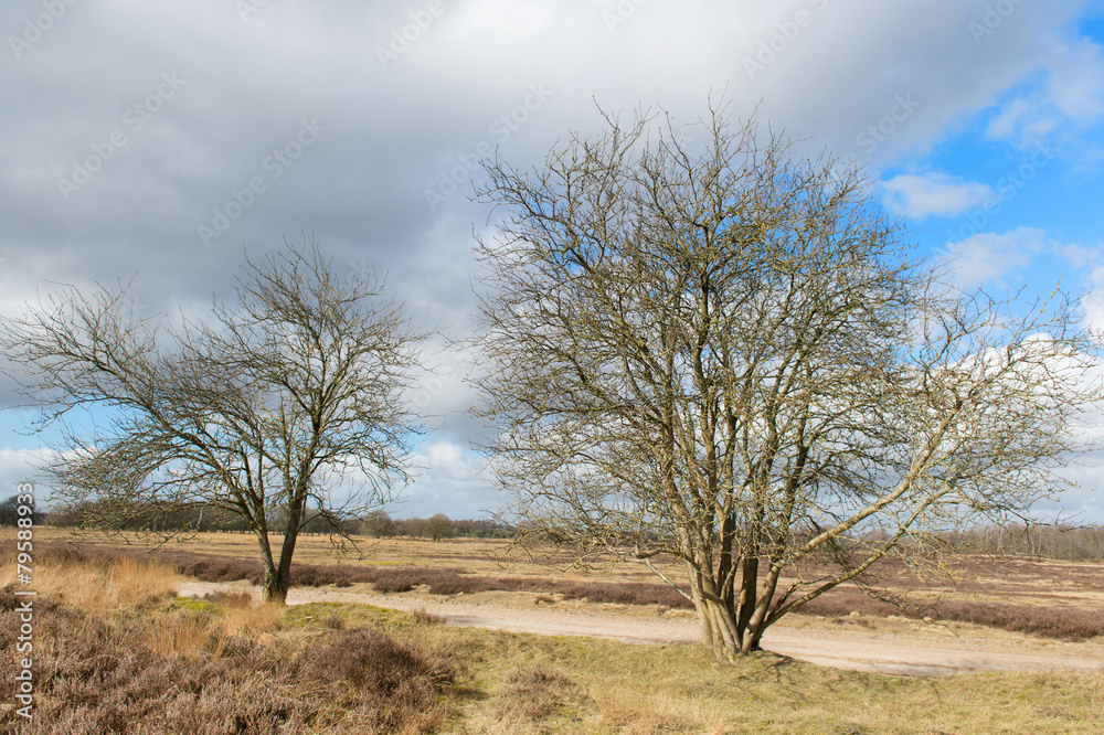 Winter at moorland