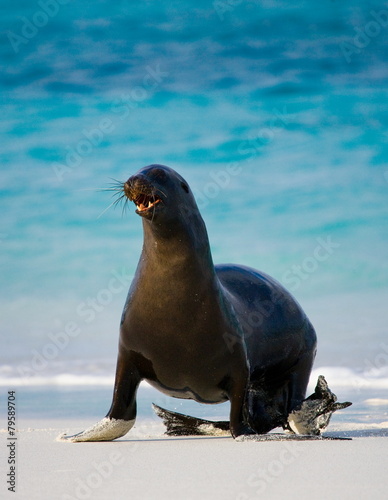 Sea lion on the beach. Galapagos Islands.