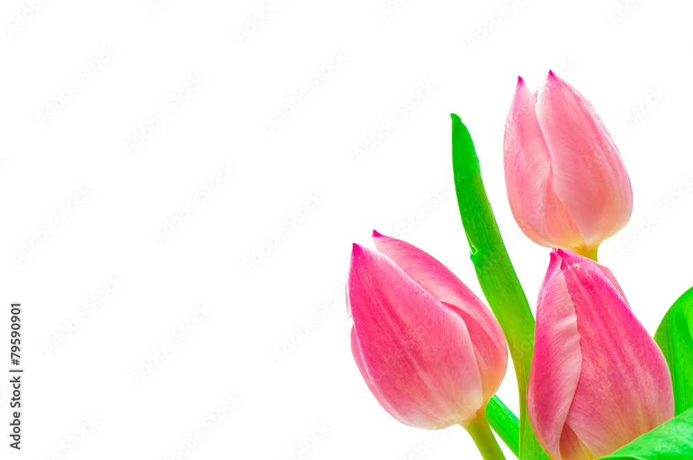 Rosa Tulpen freigestellt Rosa Tulpen freigestellt