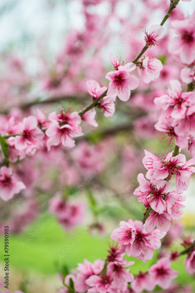Blooming tree branch in spring with blured background