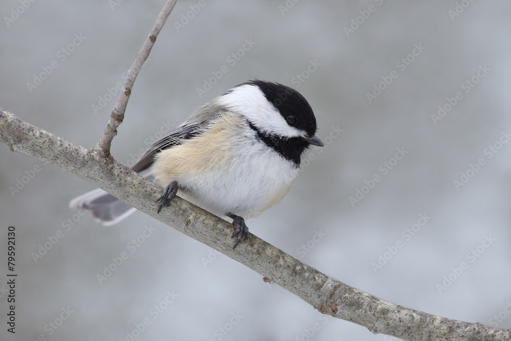 Obraz premium Black-capped Chickadee in Winter