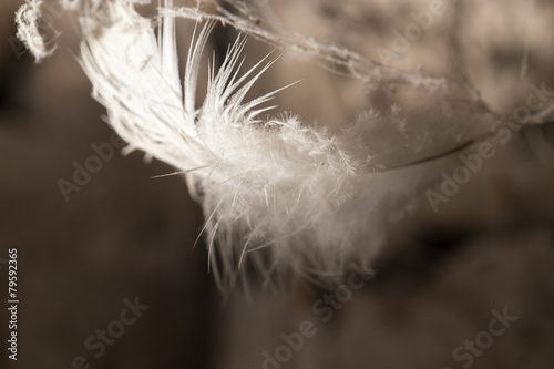 feather in the web