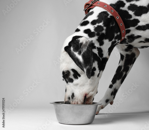Dog eat dalmatian