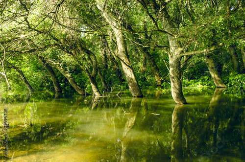 Fototapeta Naklejka Na Ścianę i Meble -  reflection of flooded tree in lake