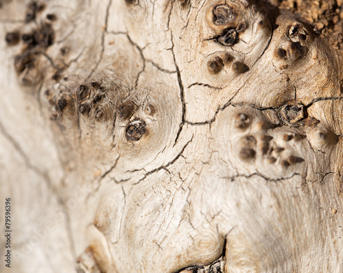 background from the bark of an old tree photo