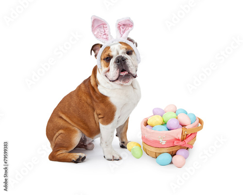Easter Bunny English Bulldog