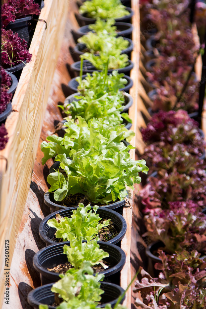 Fresh lettuce growing in pot in vegetable farm Fresh lettuce growing in pot in vegetable farm