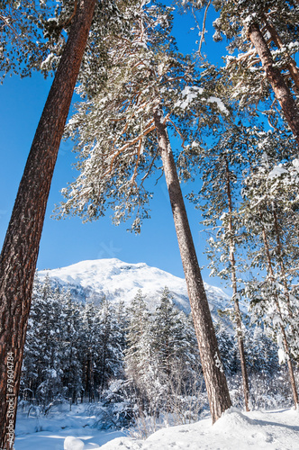 Beautiful winter landscape with big pines and mountain view photo