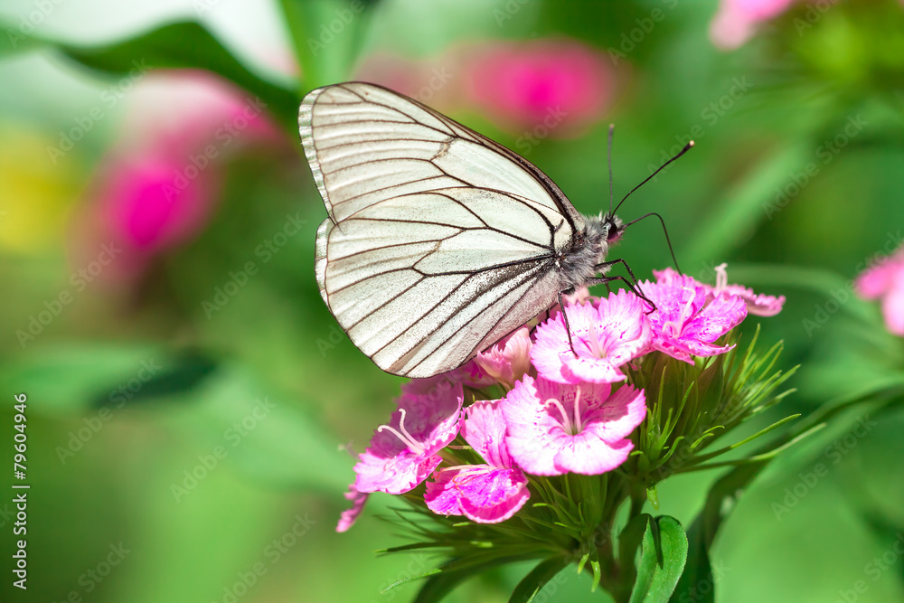 butterfly sits on flowers on meadow butterfly sits on flowers on meadow