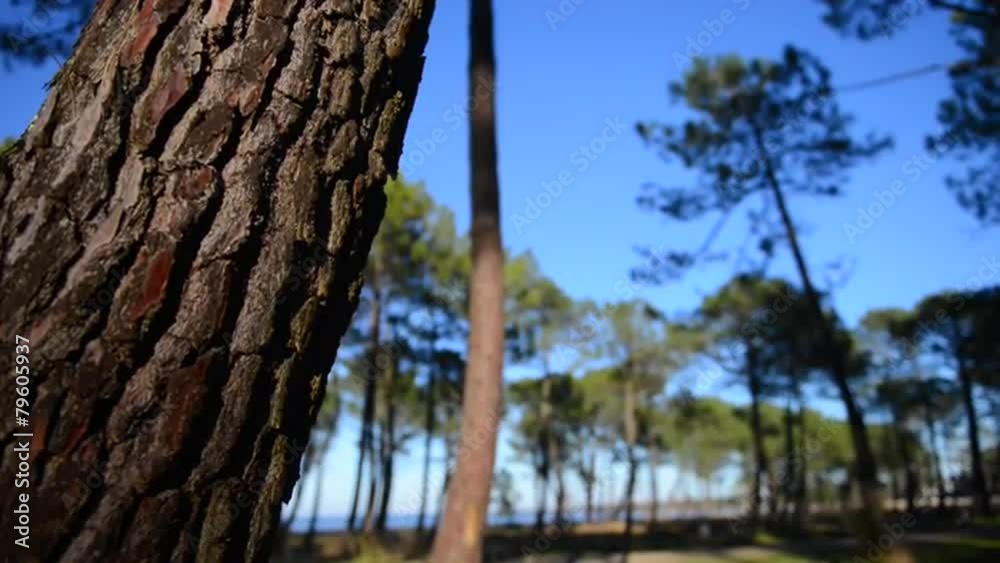 France, maritime pines in La foret des Landes