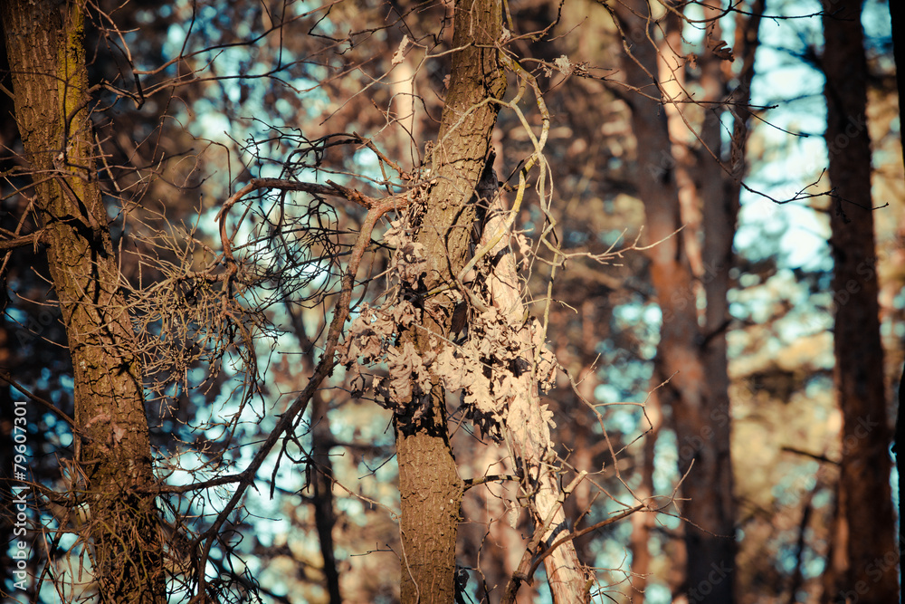 winter forest in Ukraine winter forest in Ukraine