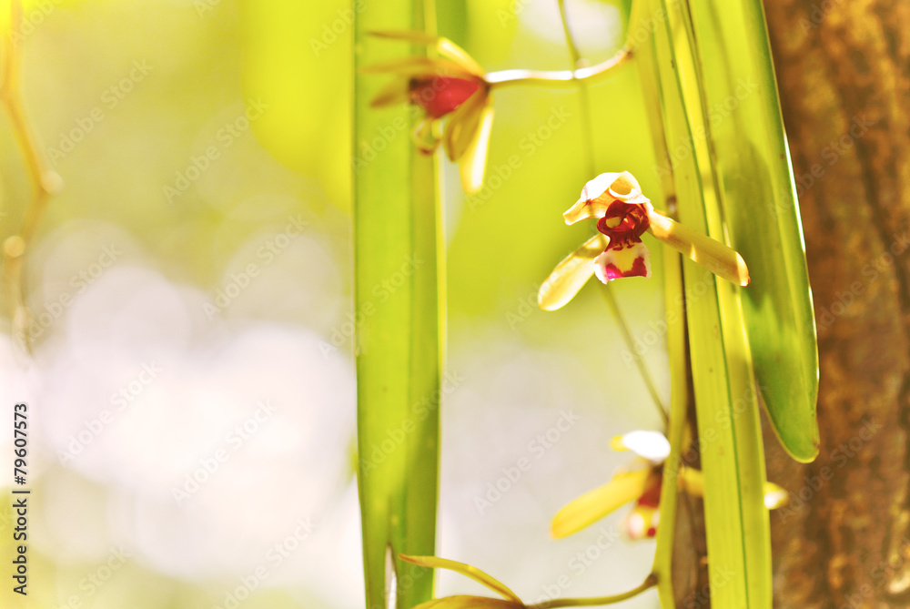 Abstract floral background in vintage style wild orchids Stock Photo