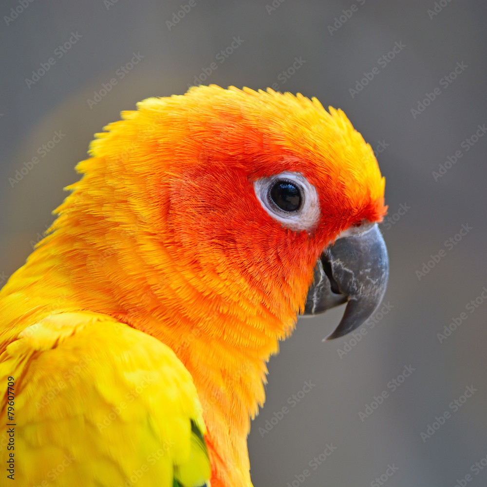 Obraz premium Sun Conure