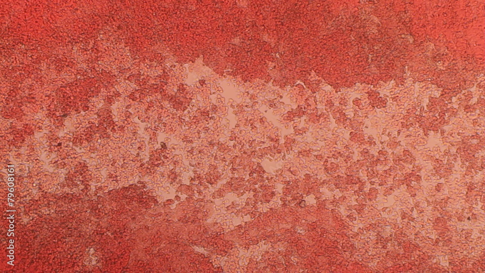 Blood Cell Channel 100x