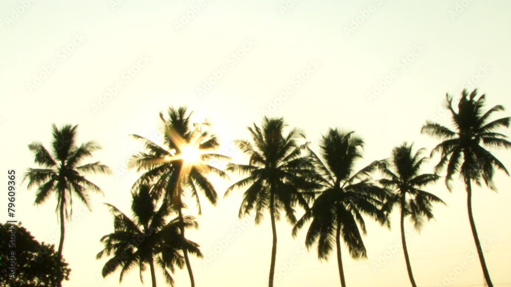 PAN, WS, Sun shining trough palm trees, Kerala, India PAN, WS, Sun shining trough palm trees, Kerala, India