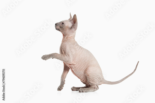Cat. Don sphynx kitten on white background © dionoanomalia