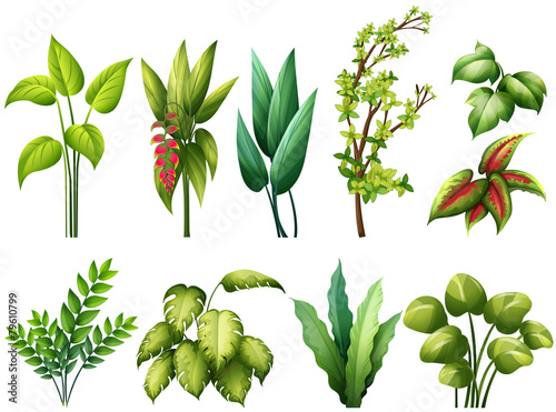 Plants