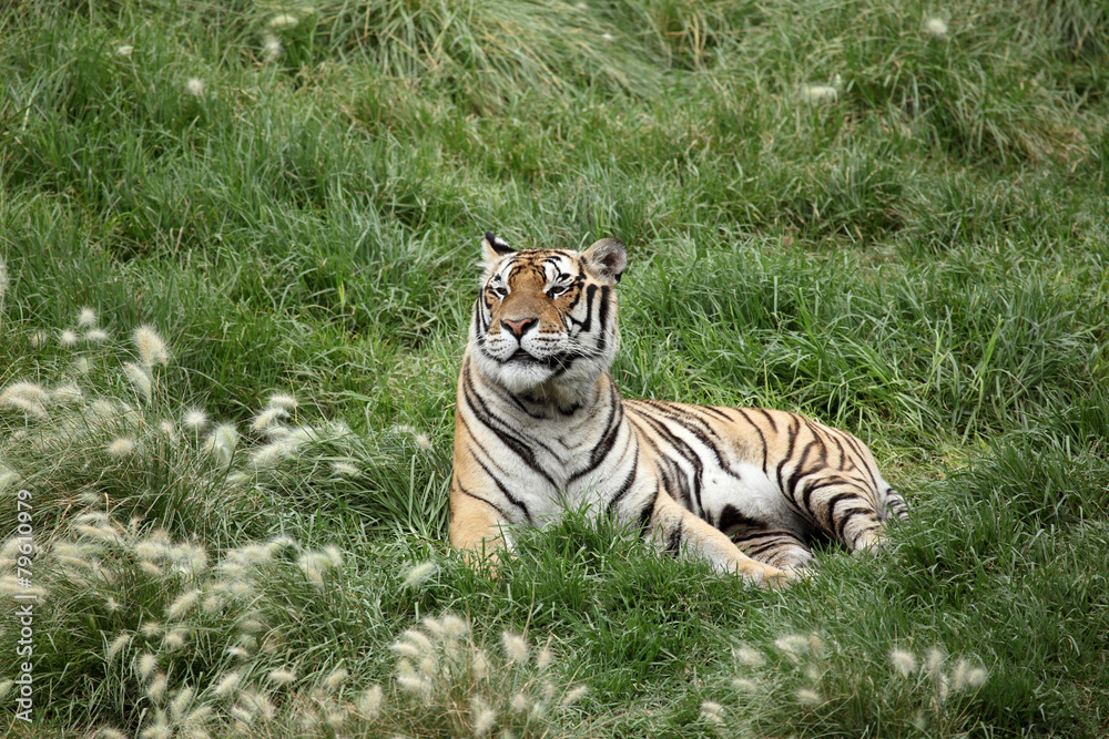 Obraz premium tiger resting