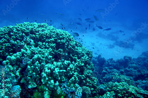 Group of coral fish water.