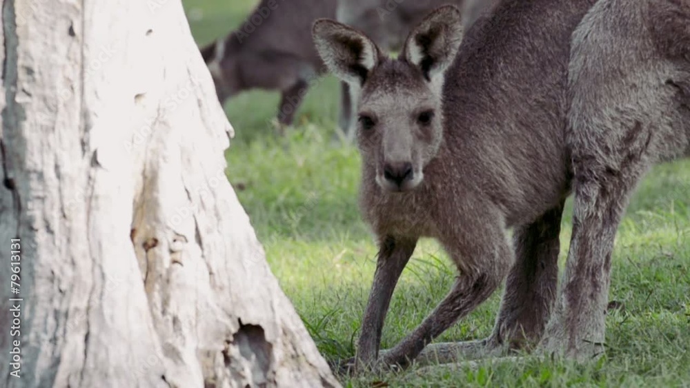 An Australian kangaroo outdoors on the grass. An Australian kangaroo outdoors on the grass.