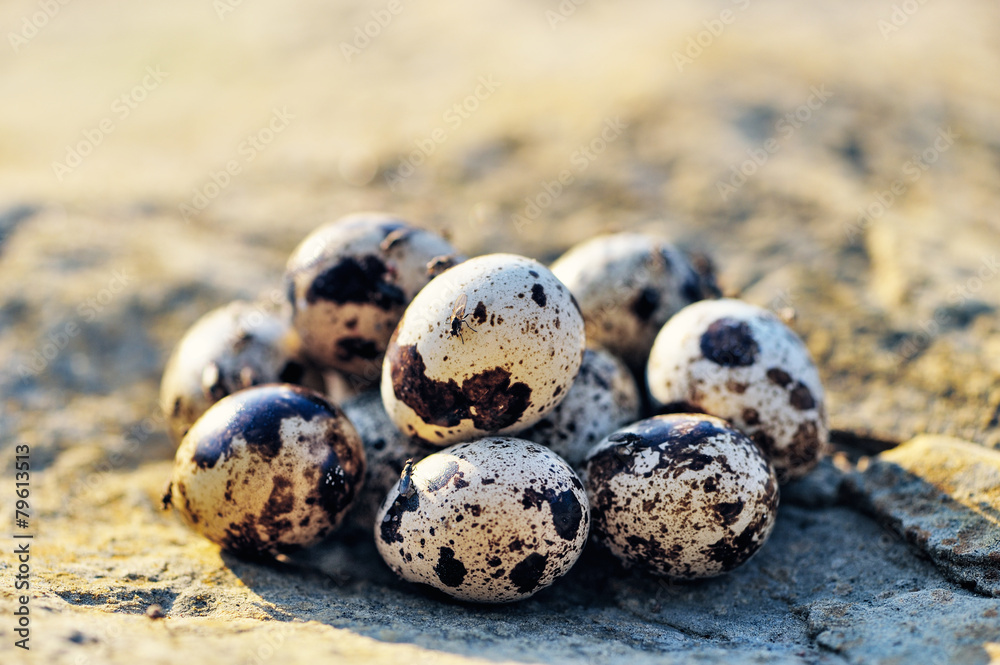 Obraz premium Group of quail eggs