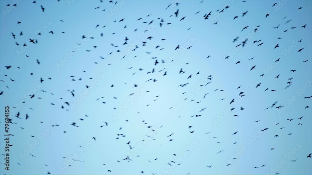 A huge flock of crows bird flying circling in the sky A huge flock of crows bird flying circling in the sky