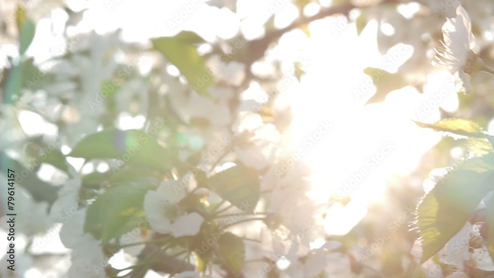 Blossom trees in garden centre