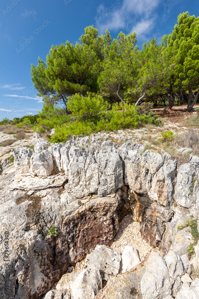 Pine trees on rock in Croatia Pine trees on rock in Croatia