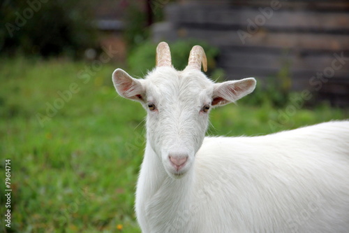 Beautiful white goat