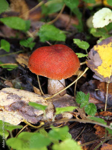 Aspen mushroom or orange-cap boletus