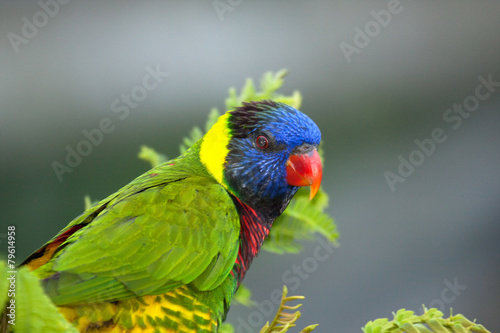 Rainbow lorikeet (Trichoglossus haematodus)
