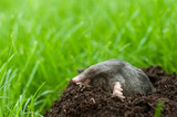 Mole in soil hole