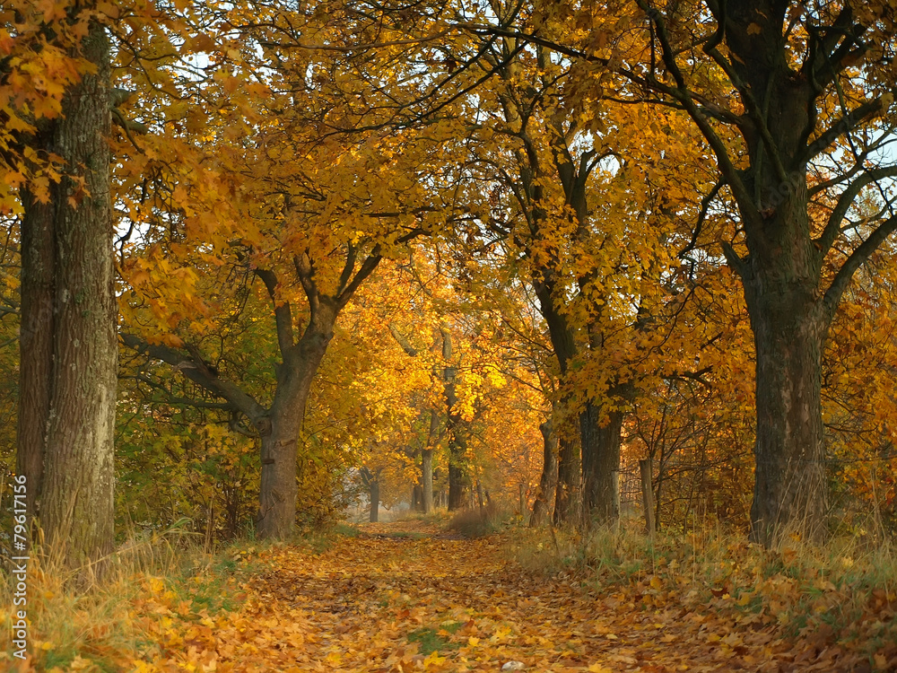 Fototapeta premium OLYMPUS DIGITAL CAMERA