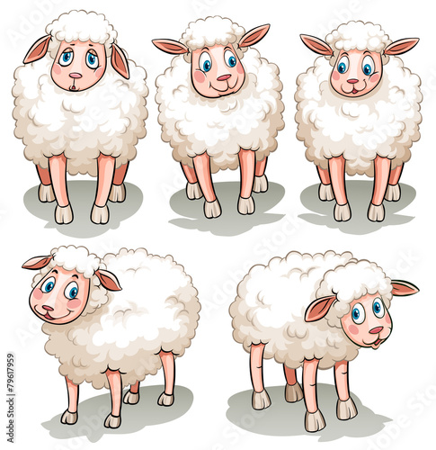Five white sheeps
