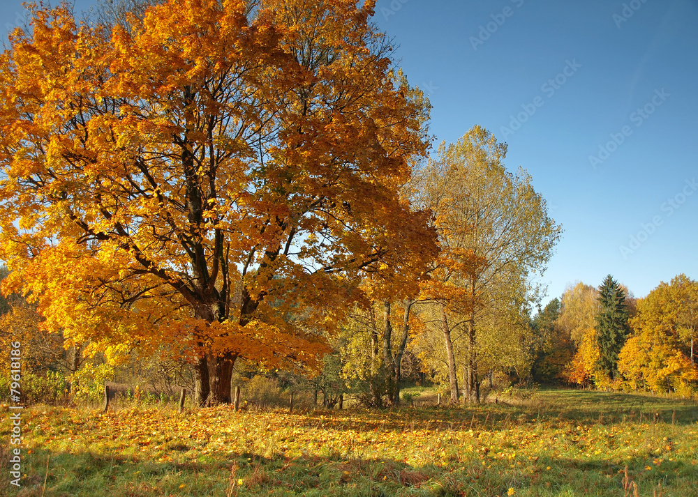  landscape with country road and autumn trees